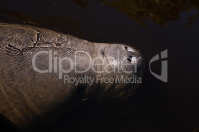 Snout of a West Indian manatee Trichechus manatus swimming in th
