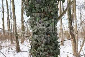 Hedera helix - Green ivy weaves a tree trunk in winter