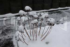 Dried flowers in the garden in winter covered with snow