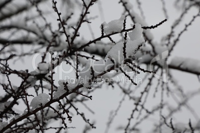 Snow and ice on tree branches in winter forest