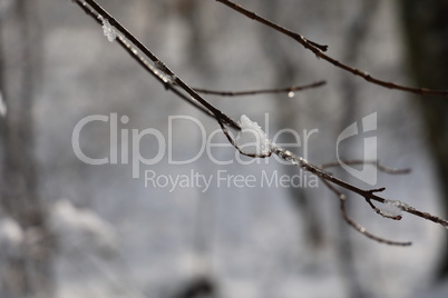 Snow and ice on tree branches in winter forest