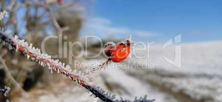 Red rose hips on a frosty morning
