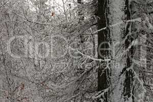 In the forest on a winter morning