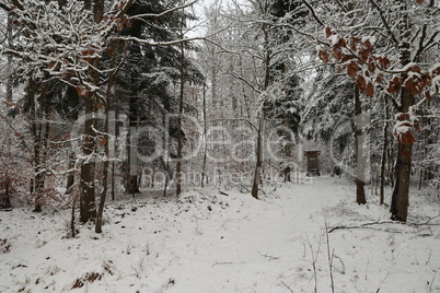 In the forest on a winter morning