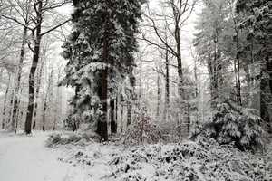 In the forest on a winter morning