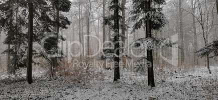 In the forest on a winter morning