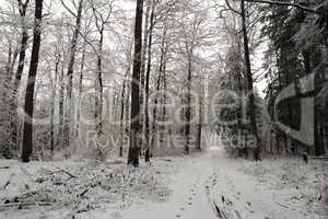 In the forest on a winter morning