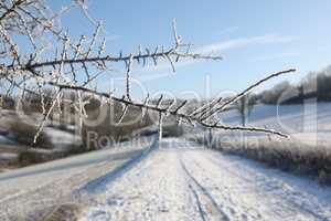 The branches of the bush are covered with frost in winter