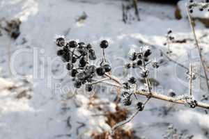 Black berries are covered with frost in the cold