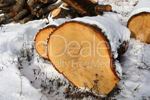 Sawed trees for firewood in winter in the snow