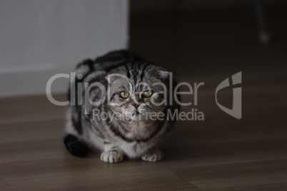 Beautiful domestic cat sitting on the floor