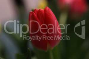 Beautiful red tulip on blurred green background