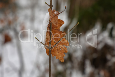 Snow and ice on tree branches in winter forest