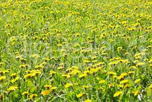 dandelion at spring