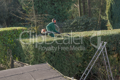 Hedge cuts - leisure - gardening