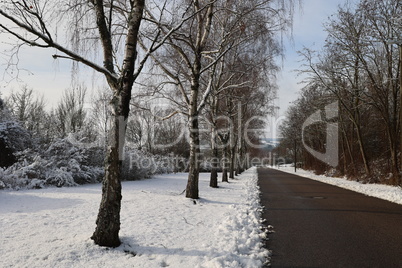 A birch avenue under snow in winter