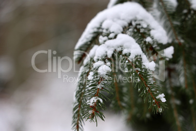 White snow lies on spruce branches in winter