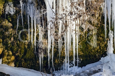 A huge icicle hanging from a rock with moss, which melts and drips into the water