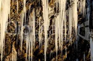 A huge icicle hanging from a rock with moss, which melts and drips into the water