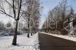 A birch avenue under snow in winter