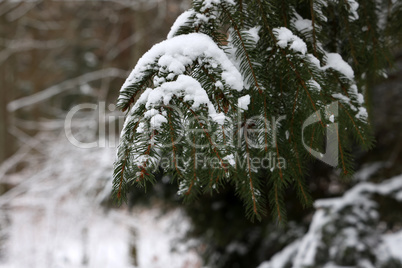 White snow lies on spruce branches in winter