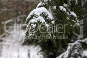 White snow lies on spruce branches in winter