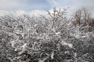 Fresh white snow lies on the branches of bushes