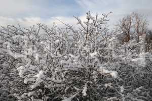 Fresh white snow lies on the branches of bushes