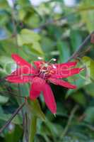Scarlet passionflower Passiflora vitifolia blooms with red petal