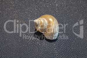 Silver-mouthed turban golden pearl snail shell Turbo argyrostomu