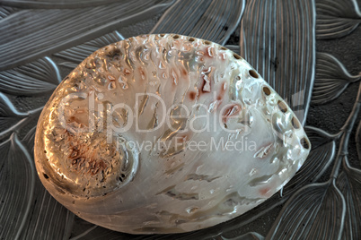 Pearl white abalone shell Haliotis asinina