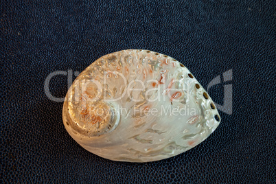 Pearl white abalone shell Haliotis asinina