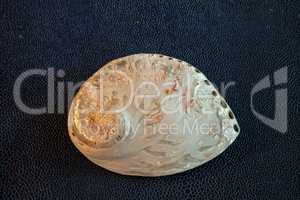 Pearl white abalone shell Haliotis asinina