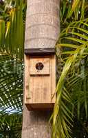 Birdhouse nesting box attached to a palm tree