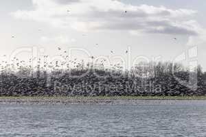 Large group of gulls above a lake in the east of the Netherlands