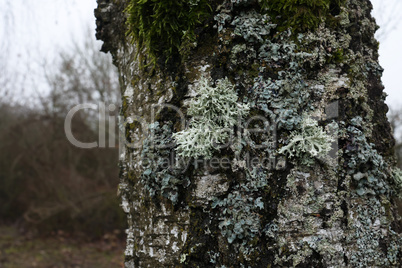 Lichen on the trunk of a tree