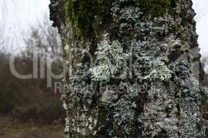 Lichen on the trunk of a tree