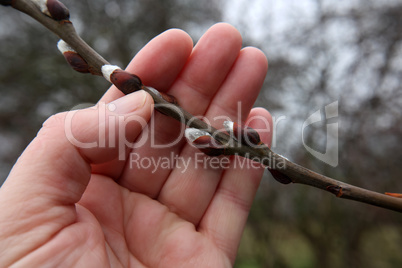 Spring. A hand holding a willow branch