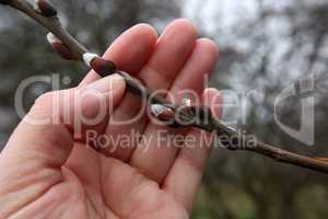 Spring. A hand holding a willow branch