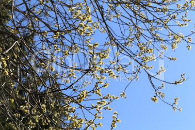 Blooming pussy willow on a background of blue sky
