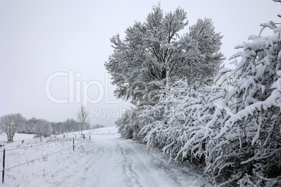 Fresh white snow lies on the branches of bushes and trees.