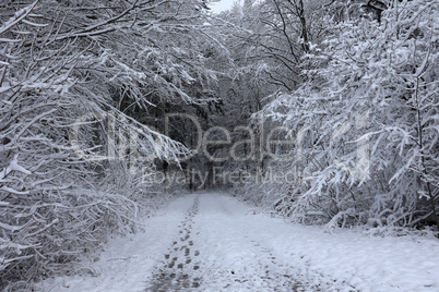 Fresh white snow lies on the branches of bushes and trees.