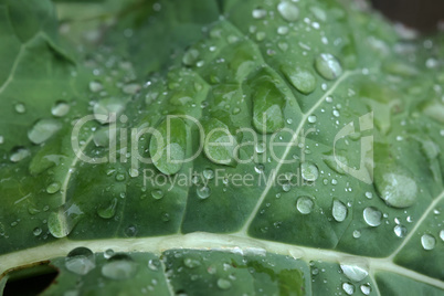 Moisture droplets on a green leaf after rain