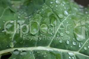 Moisture droplets on a green leaf after rain