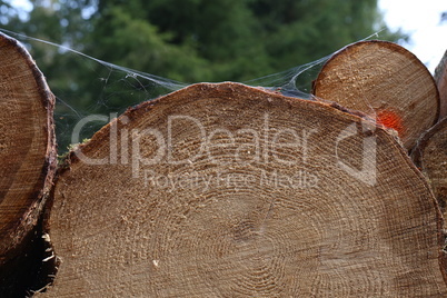 Close up wooden stacked sawn logs for background