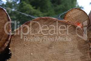 Close up wooden stacked sawn logs for background