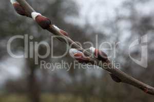 Spring. Willow branch with white fluffy buds