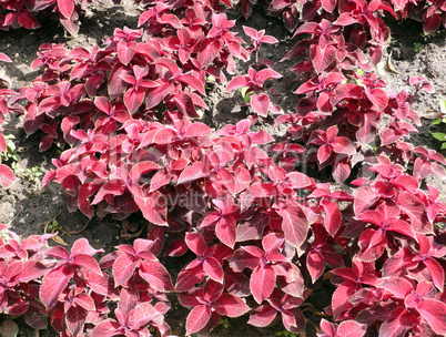 red leafs on flowerbed