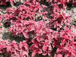 red leafs on flowerbed