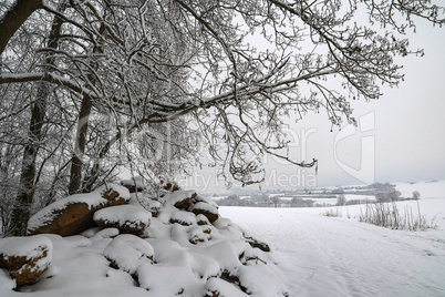 Fresh white snow lies on the branches of bushes and trees.